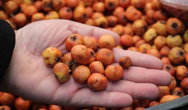 Aydın'da kışın habercisi alıç meyvesi, tezgahları renklendirdi