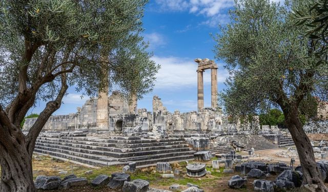 26 Kasım Dünya Zeytin Ağacı Günü’nde Didim Belediyesi’nden mesaj