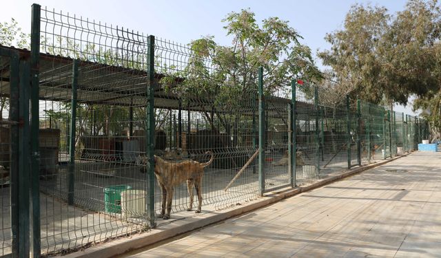 Didim Belediyesinden barınakla ilgili şeffaflık adımı