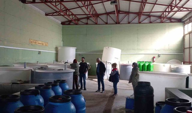 Didim’de organik zeytin ve zeytinyağı üretim alanları denetlendi