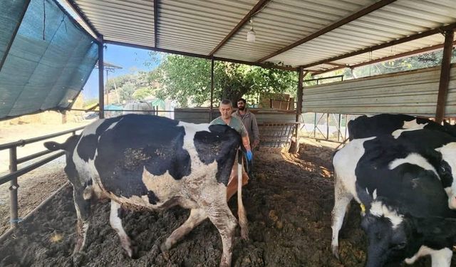 Didim'de şap hastalığı tespit edildi