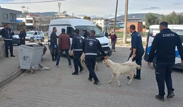 Germencik’te başıboş keçiler toplandı