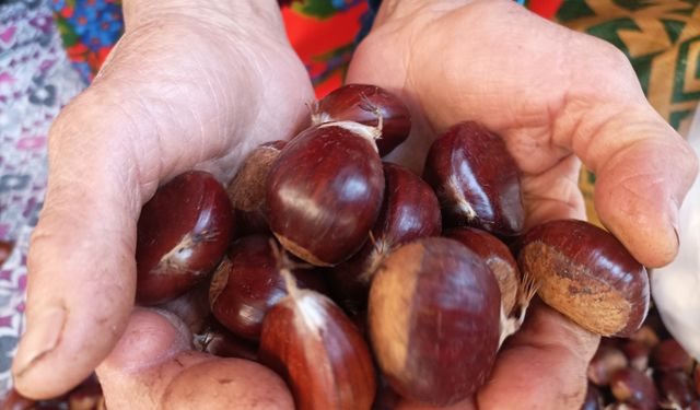 Karacasu yaylalarında yetiştiriyor, pazarda satıyor