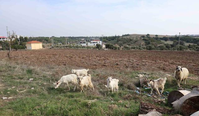 Çorum'dan Didim'e yerleşti: Keçileri ile tatil yapıyor