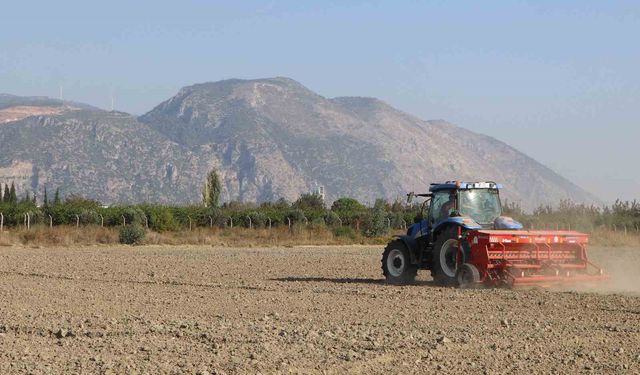Söke Belediyesi’nin buğday tohumları bereket için yeniden toprakla buluştu