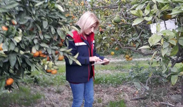 Söke’de zararlı popülasyonunda artış görüldü