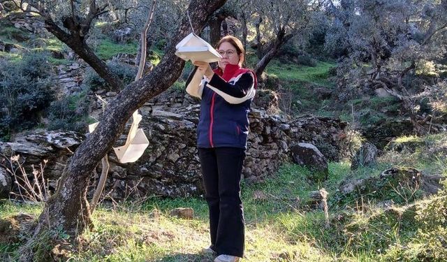 Söke’de zararlı popülasyonunda artış görüldü