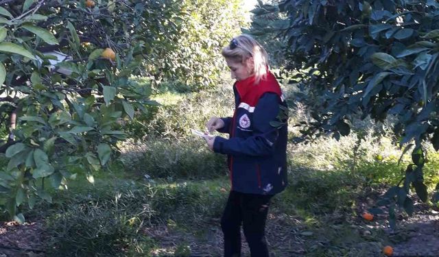 Söke’de zeytin sineği mücadelesi devam ediyor