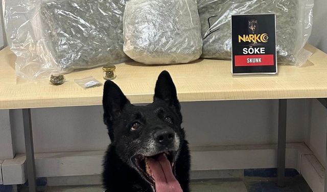 Zehir tacirleri ‘İvan’ın hassas burnuna takıldı