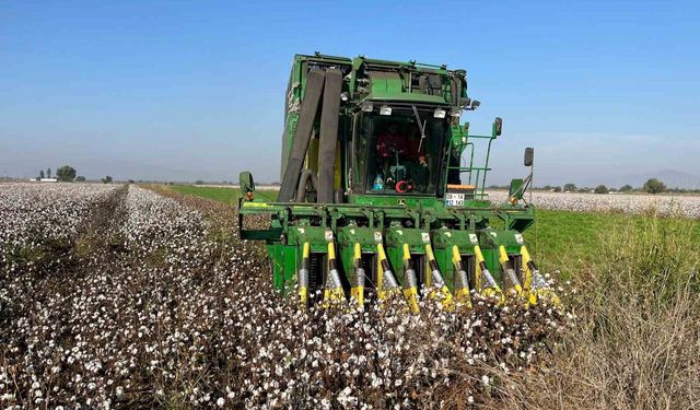 Yağışlar pamuğu etkiledi