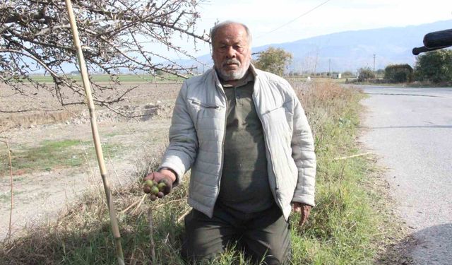 Aydınlıların yoğun ilgi gösterdiği o meyve