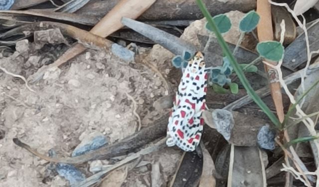 Bir doğa harikası: Kızıl benekli güve