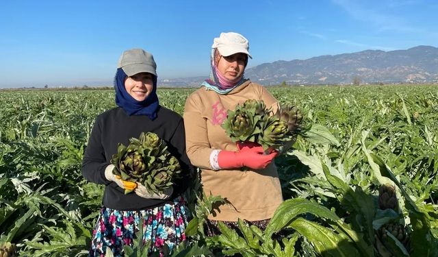 Coğrafi İşaretli Aydın Enginarı’nda yılın ilk hasadı yapıldı