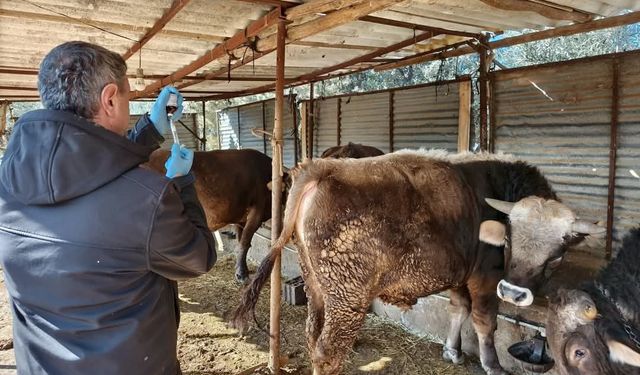 Didim'de şap aşısı devam ediliyor