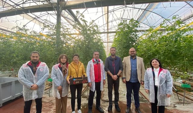 Germencik’te modern serada domates üretiliyor