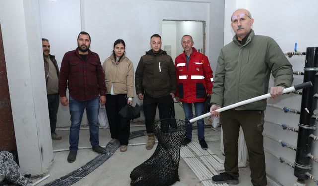 İncirliova'da nesli tehlikedeki kirpiye hayat!