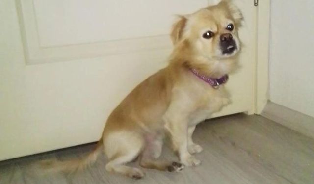 Karacasu'da Rıfkı aranıyor