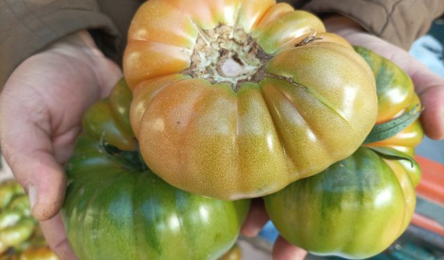 Karacasu'da kış domatesi tezgahlarda