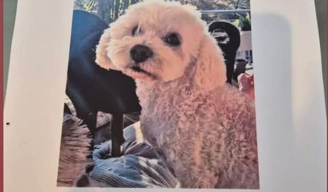 Aydın'da bu köpeği bulana 10 bin TL ödül