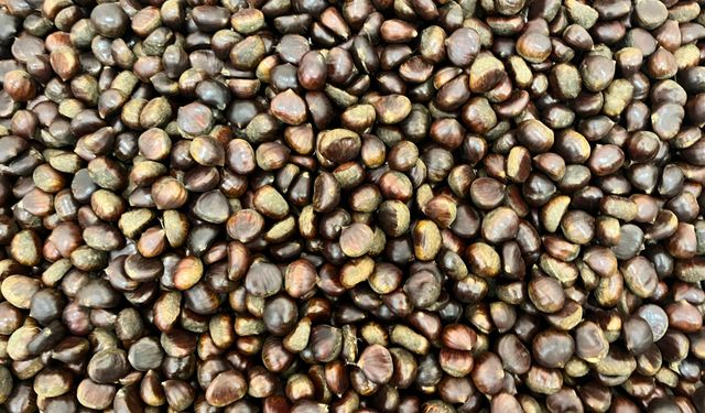 Nazilli’de yüzler gülüyor: Kestane geçen seneye göre daha fazla görüldü