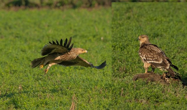 Koruma altındaki “Şah Kartalları” Büyük Menderes Deltasında
