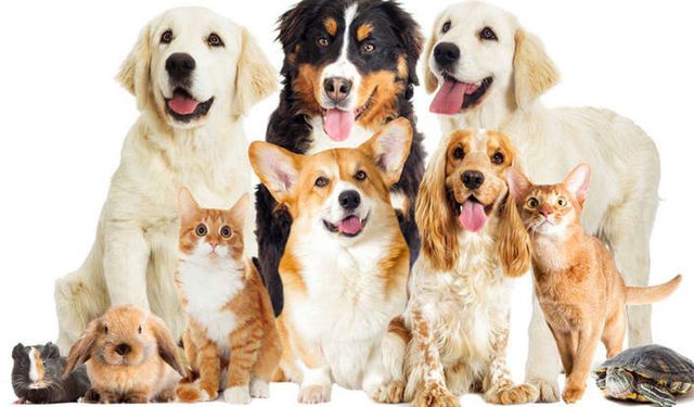 Kuşadası Belediyesi'nden açıklama; ''Can dostlar için son gün '31 Aralık''