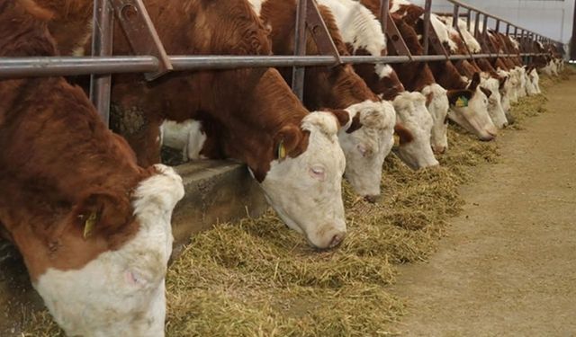 Kuşadası'nda karantina uygulaması başladı