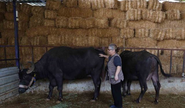 Mandadan gelen altın lezzet