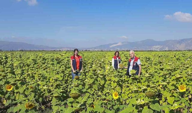 Söke’de 10 bin dekarlık alana ayçiçeği tohumu dağıtılacak