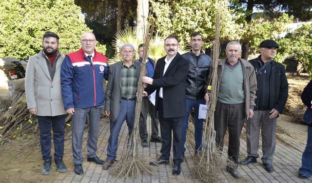 Sultanhisar'da üreticilere fidan desteği