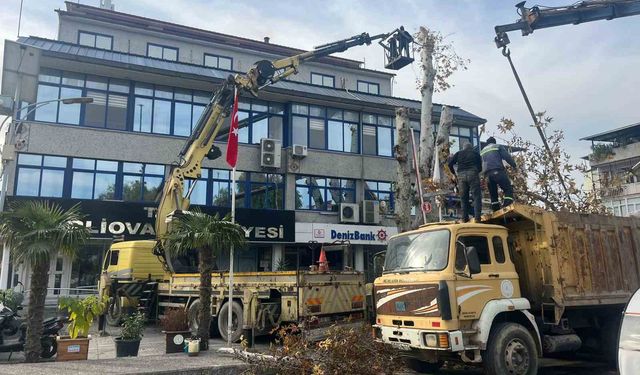 200 yaşındaki ağaca bakım