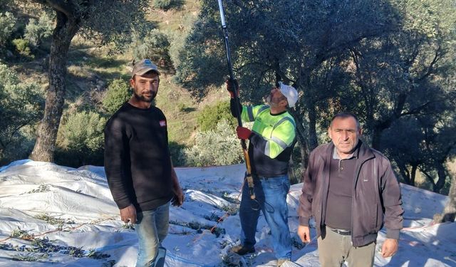 Zeytinde hasat devam ediyor: Üretici kazançlı bir sezon umut ediyor