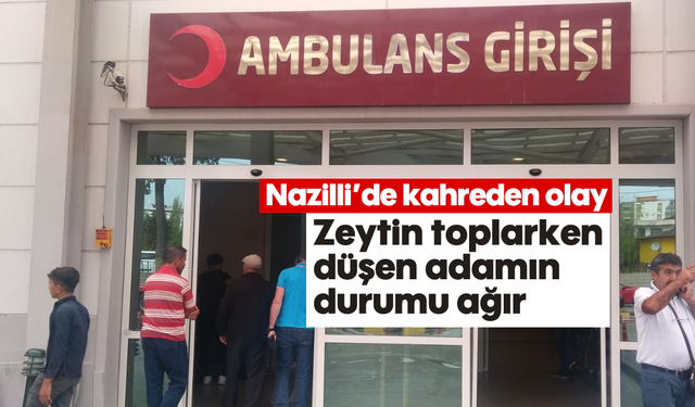 Nazilli’de kahreden olay: Zeytin toplarken düşen adamın durumu ağır