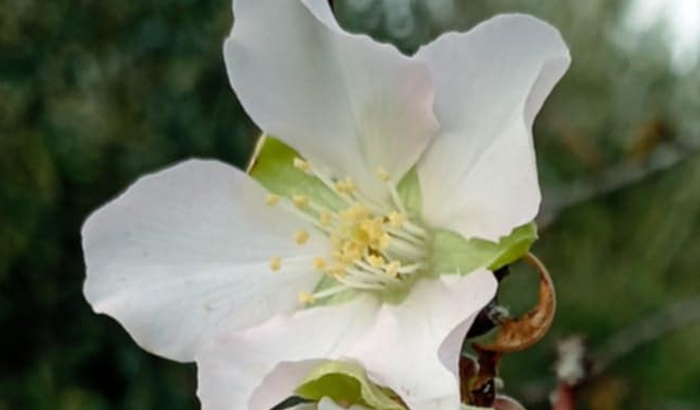 Didim'de bademler çiçek açtı