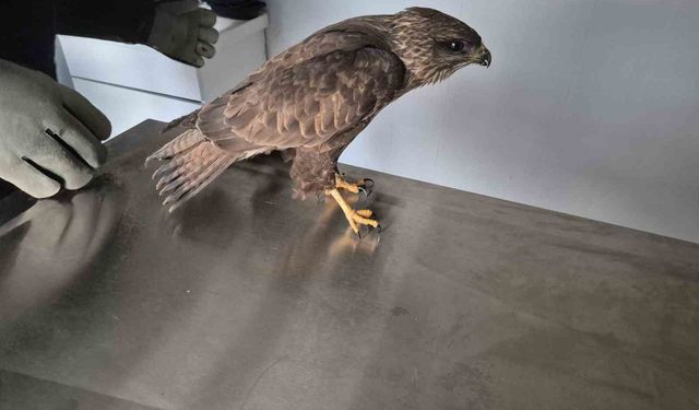 Germencik Belediyesi yaralı şahini tedavi etti