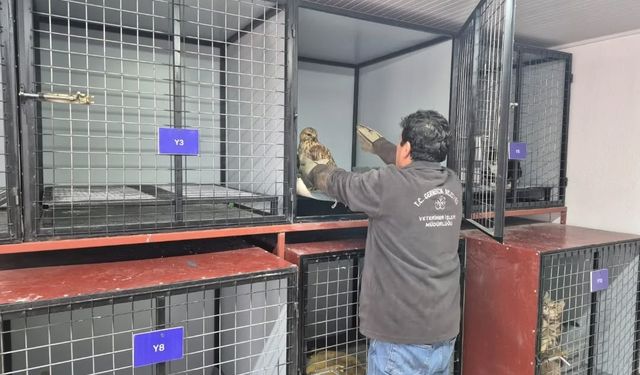 Germencik’te belediyenin ihbar hattı yaban hayvanlarına da umut oluyor