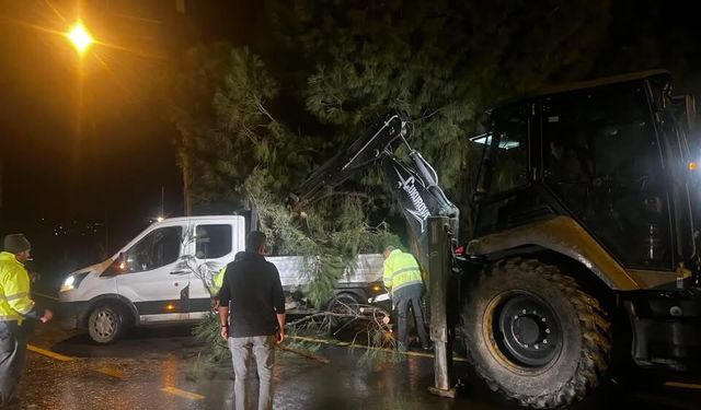 Germencik’te şiddetli rüzgâr ağaçları devirdi