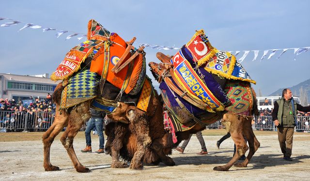 Güreş yok ama deve heykeli açılacak
