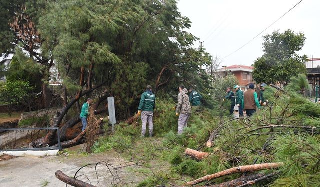 Kuşadası’nda dereye devrilen çam ağacı dere yatağını tıkadı