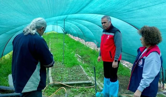 Salep orkidesi Aydınlı çiftçinin gelir kapısı oldu