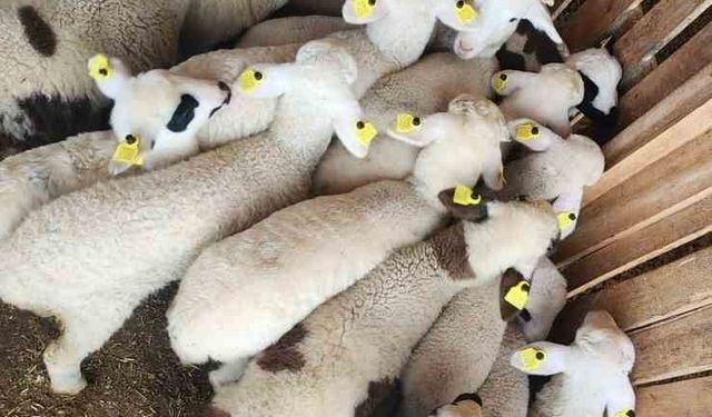 Tarım Müdürlüğü’nden Sazlı’da hayvan sağlığı mesaisi