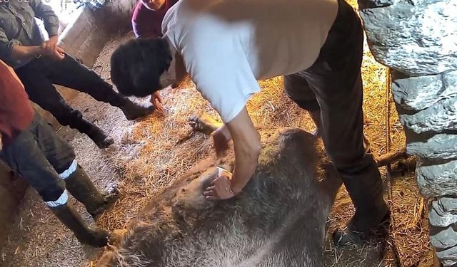 Aydın’da ineğe ekmek bıçağıyla sezaryen yapıldı! Tepkiler sonrası: “Tuzağa düşürüldük”