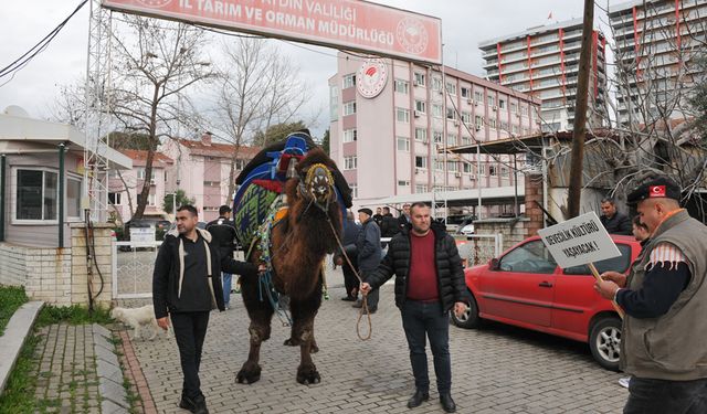 Aydın'da deveciler ayaklandı