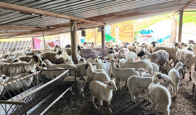 Aydın'da küçükbaş hayvancılığa destek geliyor