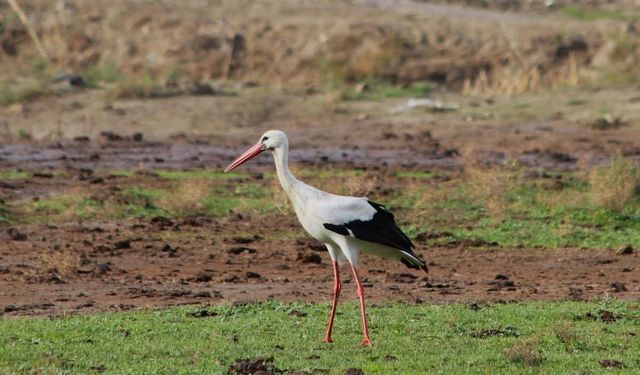 Baharın müjdecisi ilk leylek Söke'ye ulaştı