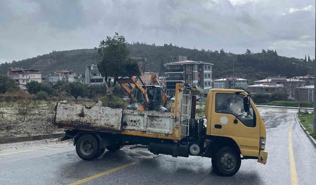 Aydın'da şok görüntü: Zeytin ağacı karayolunu ikiye böldü