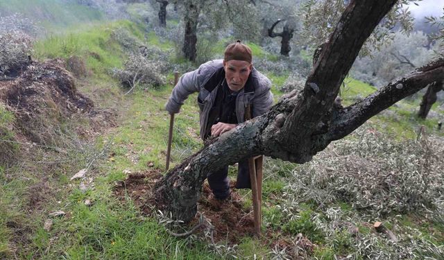 Aydınlı Mehmet Dede’nin ilham verici yaşam azmi: Tek ayağıyla 78 yıldır dağ bayır çalışıyor