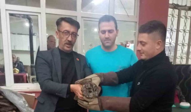 Aydın'da kahvehane camına çarpan baykuş rehabilitasyona alındı