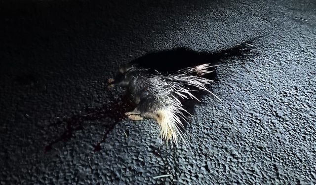 Karacasu'da hint oklu kirpisi kaza kurbanı oldu