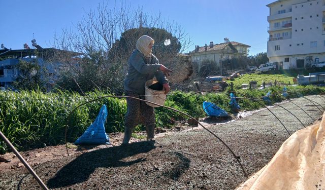 Karacasu'da tütüncüler isyanda